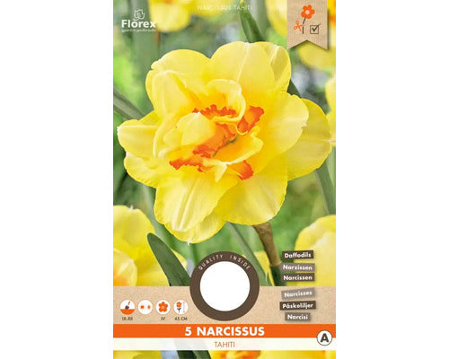 Bulbi Narcise Tahiti 12/14 5 Buc