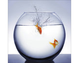 Tablou Sticla Diving Fish 30x30 Cm
