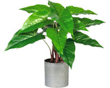Planta Artificiala Anthurium In Ghiveci 14 Frunze H 40 Cm Verde