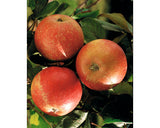 Bio Pom Fructifer Mar Floraself Bio Malus Domestica 'cox Orange' H 130-150 Cm Co 7, 5 L