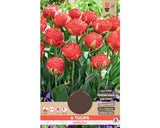 Bulbi De Lalele Pamplona 11/12 6 Buc
