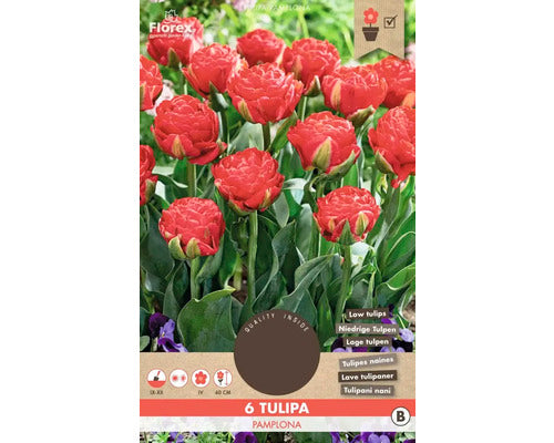 Bulbi De Lalele Pamplona 11/12 6 Buc