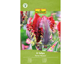 Bulbi De Lalele Floraself Rococo 11/12 8 Buc