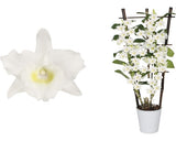Orhidee Floraself Dendrobium Nobile H 55-70 Cm Ghiveci Ø 12 Cm