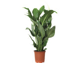 Crinul Pacii Floraself Spathiphyllum Wallisii 'sweet Silvio' H 70-80 Cm Ghiveci Ø 17 Cm