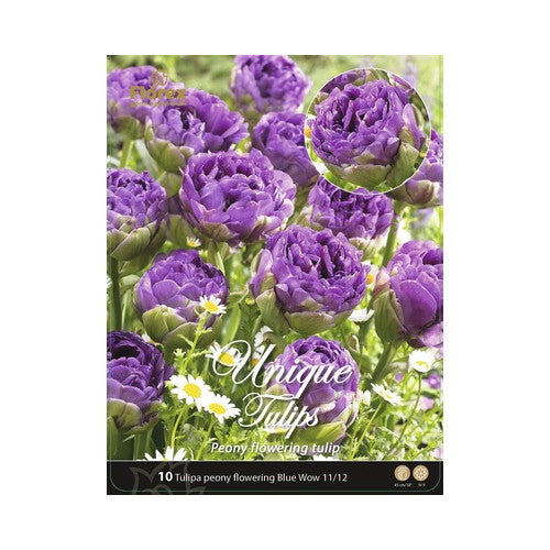 Bulbi de lalele Negrita Double, violet, 10 buc