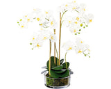 Planta Artificiala Orhidee Fluture Phalaenopsis In Vas H 50 Cm Alb