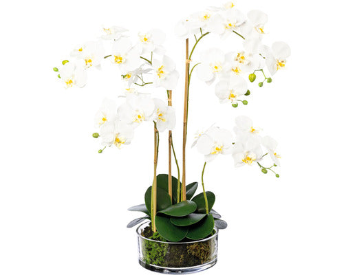 Planta Artificiala Orhidee Fluture Phalaenopsis In Vas H 50 Cm Alb
