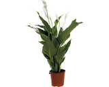 Crinul Pacii Floraself Spathiphyllum Wallisii 'sweet Silvio' H 70-80 Cm Ghiveci Ø 14 Cm