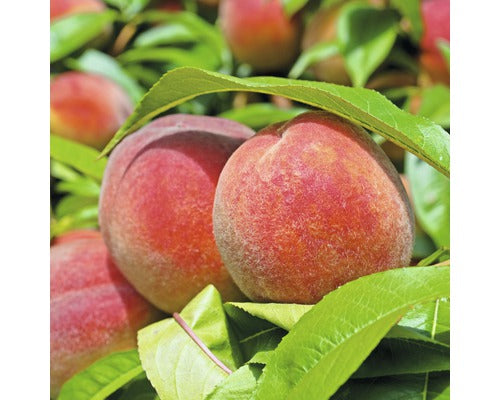 Pom Fructifer Piersic Floraself Prunus Persica 'amsden' H 150-180 Cm Co 6 L