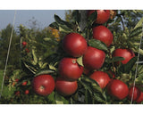 Bio Pom Fructifer Mar Floraself Bio Malus Domestica 'jonagold' H 120-150 Cm Co 7, 5 L