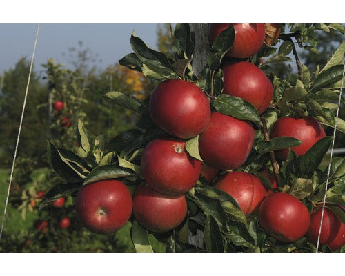 Bio Pom Fructifer Mar Floraself Bio Malus Domestica 'jonagold' H 120-150 Cm Co 7, 5 L