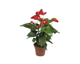Floarea Flamingo Anthurium Andreanum Hybrid H 55-60 Cm Ghiveci Ø 17 Cm Rosie