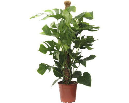 Ananas Saracului Floraself Monstera Deliciosa H 110-120 Cm Ghiveci Ø 24 Cm