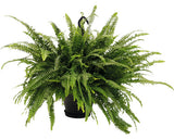 Feriga Floraself Nephrolepis Exaltata 'green Lady' H 50-55 Cm Ghiveci Ø 50 Cm