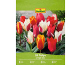 Bulbi De Lalele Floraself Greigi Mix 11/12 20 Buc