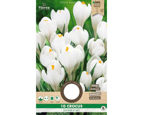 Bulbi De Flori Branduse Jeanne D'arc 8/9 10 Buc