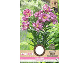 Bulbi De Crini Purple Lady 16/18 3 Buc