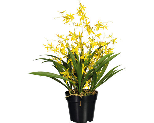 Planta Artificiala Oncidium Dancing Queen In Ghiveci H 60 Cm Galben