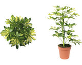 Arborele Umbrela Floraself Schefflera Arboricola 'gerda' H 45-55 Cm Ghiveci Ø 13 Cm