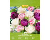 Bulbi De Lalele Floraself Picasso Mix 11/12 16 Buc