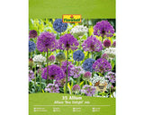 Bulbi De Flori Floraself Allium Caeruleum 5/6 15 Buc