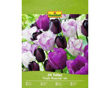 Bulbi De Lalele Floraself Rhapsody Violet Mix 11/12 20 Buc