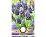Bulbi De Flori Muscari Latifolium 6/7 25 Buc