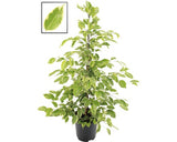 Ficus Benjamina Floraself ''golden King' H 100-110 Cm Ghiveci Ø 21 Cm