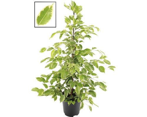 Ficus Benjamina Floraself ''golden King' H 100-110 Cm Ghiveci Ø 21 Cm
