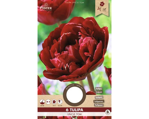 Bulbi De Lalele Uncle Tom 11/12 6 Buc
