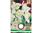 Bulbi De Flori Ghiocei Flore Pleno 4/5 7 Buc