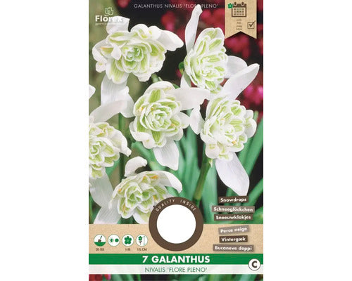 Bulbi De Flori Ghiocei Flore Pleno 4/5 7 Buc