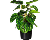 Planta Artificiala Maranta In Ghiveci H 45 Cm Verde
