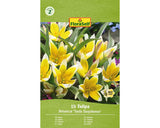 Bulbi De Lalele Floraself Tarda Dasystemon 6/7 15 Buc