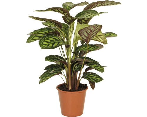 Planta Care Se Roaga Floraself Calathea-cultivars 'flamestar' H 80-90 Cm Ghiveci Ø 19 Cm
