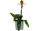 Orhidee Papucul Lui Venus Floraself Paphiopedilum 'pinocchio' H 30-35 Cm Ghiveci Ø 12 Cm