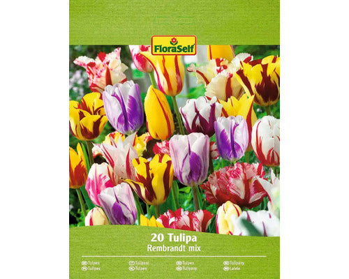 Bulbi De Lalele Floraself Rembrandt Mix 11/12 20 Buc