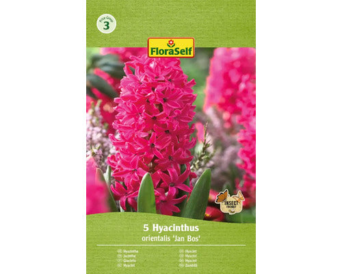 Bulbi Zambila Floraself Jan Bos 15/16 5 Buc