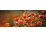 Tablou Sticla Orange Poppies I 50x125 Cm