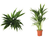Palmier Floraself Dypsis Lutescens H 70-80 Cm Ghiveci Ø 17 Cm
