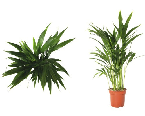 Palmier Floraself Dypsis Lutescens H 70-80 Cm Ghiveci Ø 17 Cm
