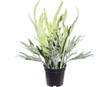 Planta Artificiala Feriga Platycerium Mix In Ghiveci H 40 Cm Verde
