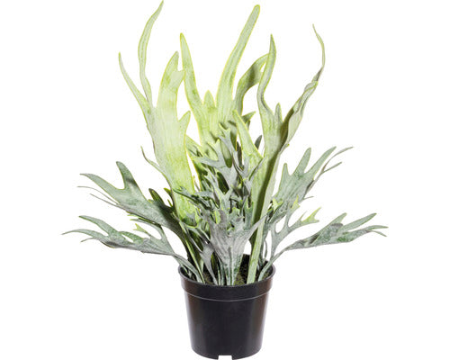 Planta Artificiala Feriga Platycerium Mix In Ghiveci H 40 Cm Verde
