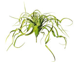 Planta Artificiala Tillandsia Suspendata In Ghiveci H 70 Cm Verde