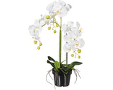 Planta Artificiala Orhidee Fluture Phalaenopsis In Ghiveci H 62 Cm Alb