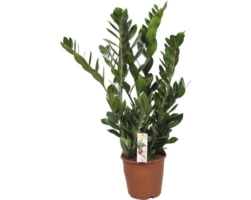 Planta Zz Floraself Zamioculcas Zamiifolia H 80-100 Cm Ghiveci Ø 21 Cm