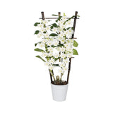 Orhidee Floraself Dendrobium Nobile H 50-65 Cm Ghiveci Ø 12 Cm 3 Tije Diferite Culori