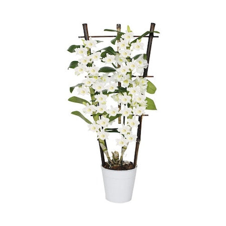 Orhidee Floraself Dendrobium Nobile H 50-65 Cm Ghiveci Ø 12 Cm 3 Tije Diferite Culori