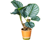 Planta Artificiala Calathea In Ghiveci H 45 Cm Verde
